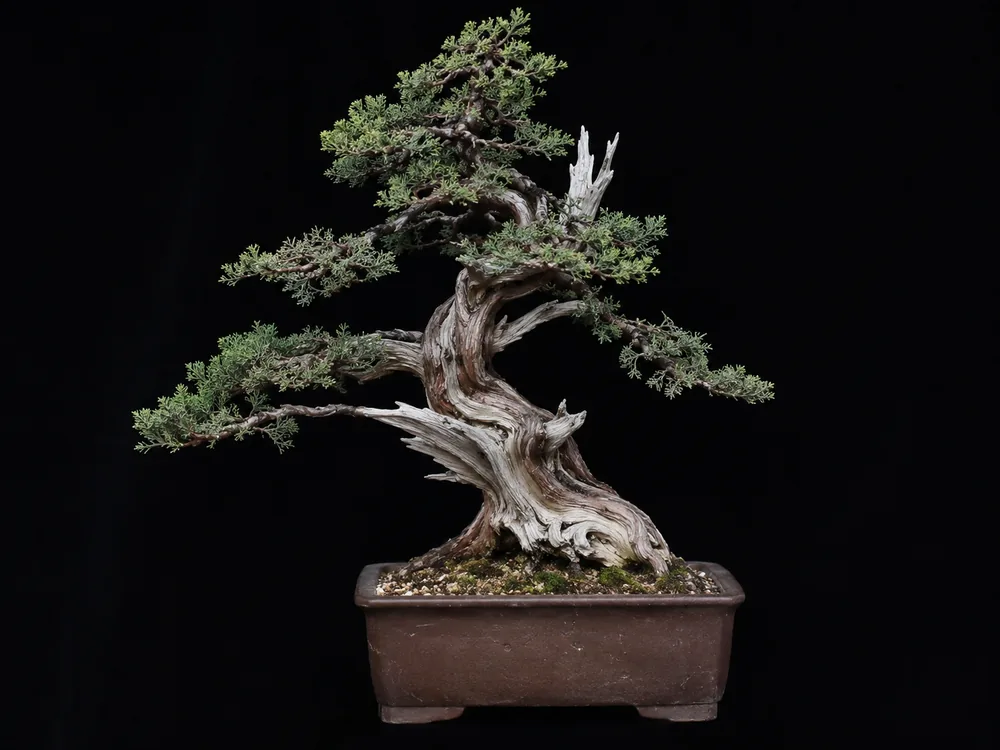 California Juniper bonsai
