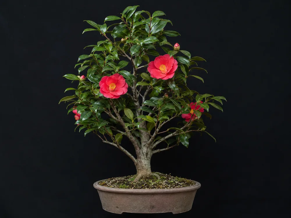 Camellia bonsai