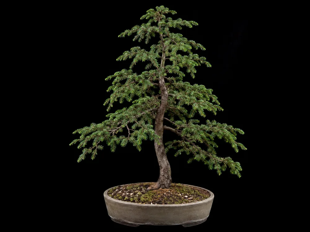 Carolina Hemlock bonsai