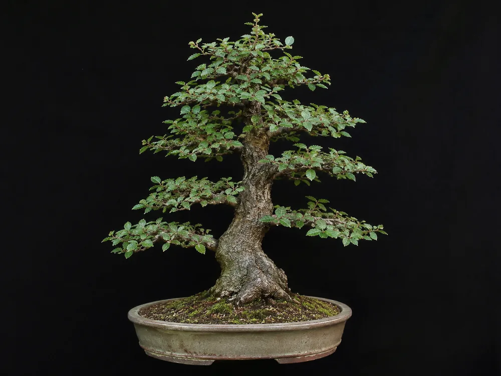 Cedar Elm bonsai