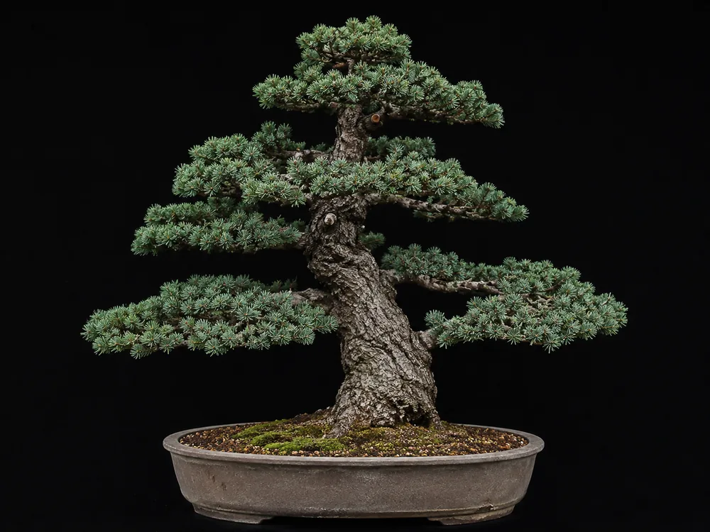 Cedar bonsai