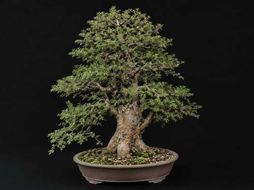 Chinese Elm bonsai