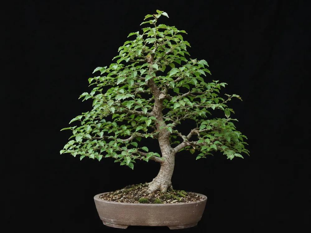 Chinese Hackberry bonsai