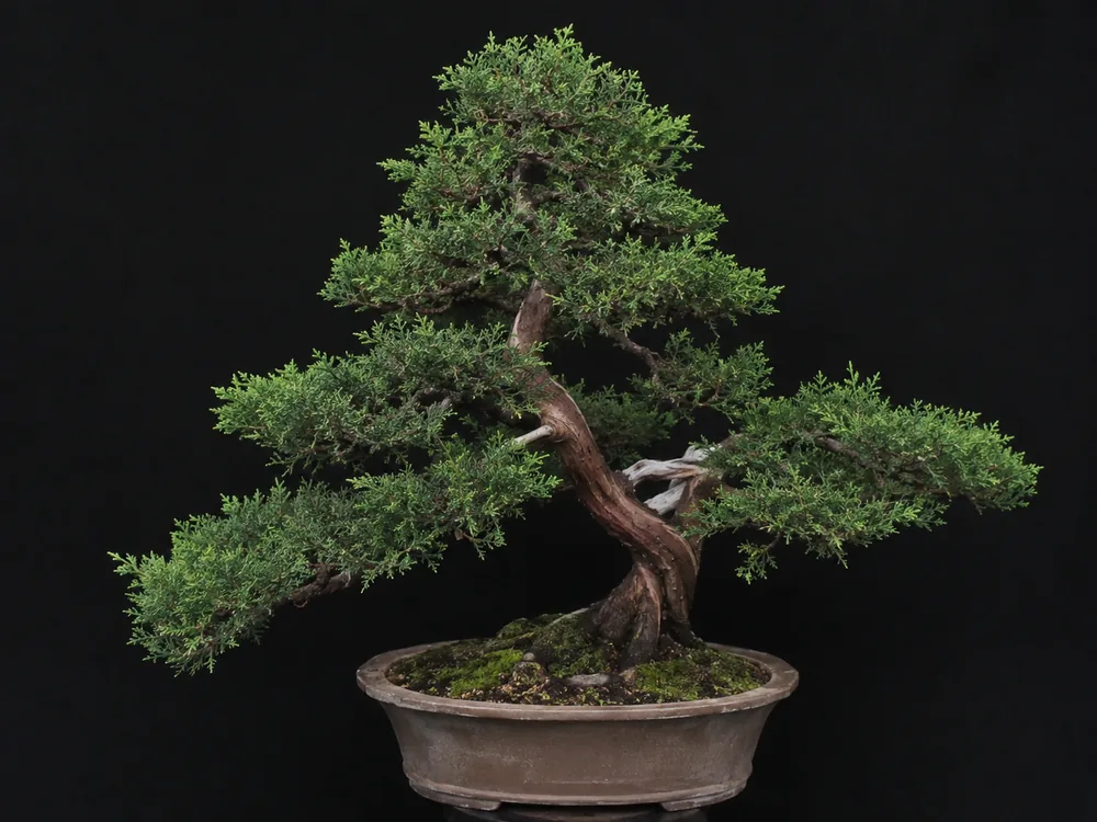 Chinese Juniper bonsai