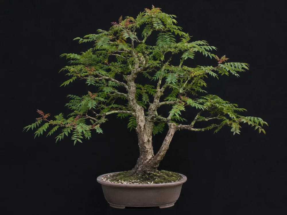 Chinese Pistache bonsai