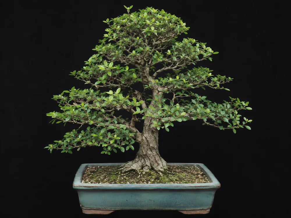 Chinese Privet bonsai