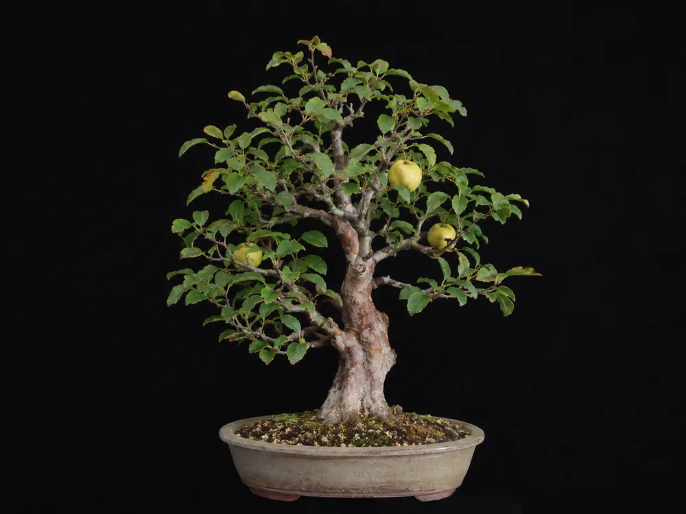 Chinese Quince bonsai