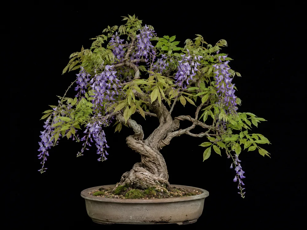 Chinese Wisteria bonsai