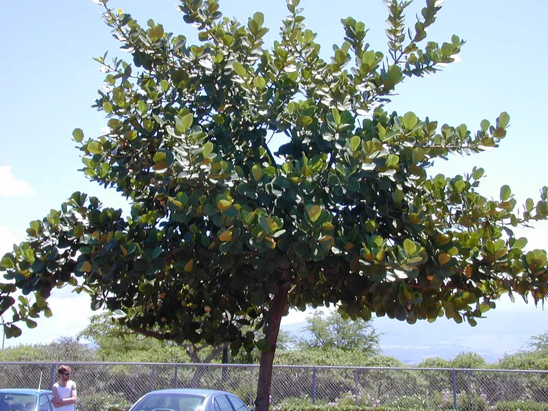 Clusia bonsai