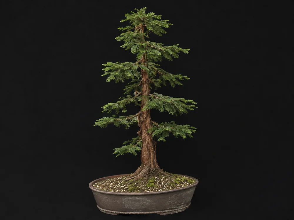 Coast Redwood bonsai