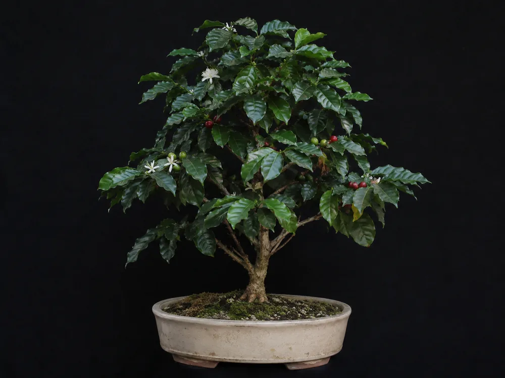Coffee bonsai