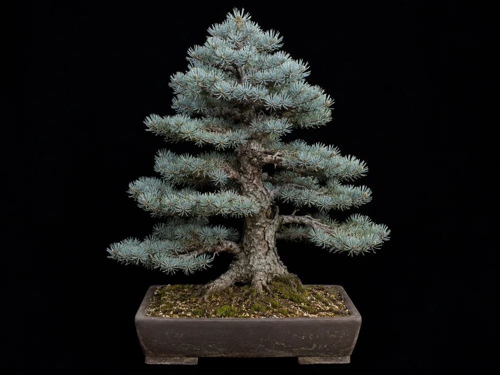 Colorado Blue Spruce bonsai