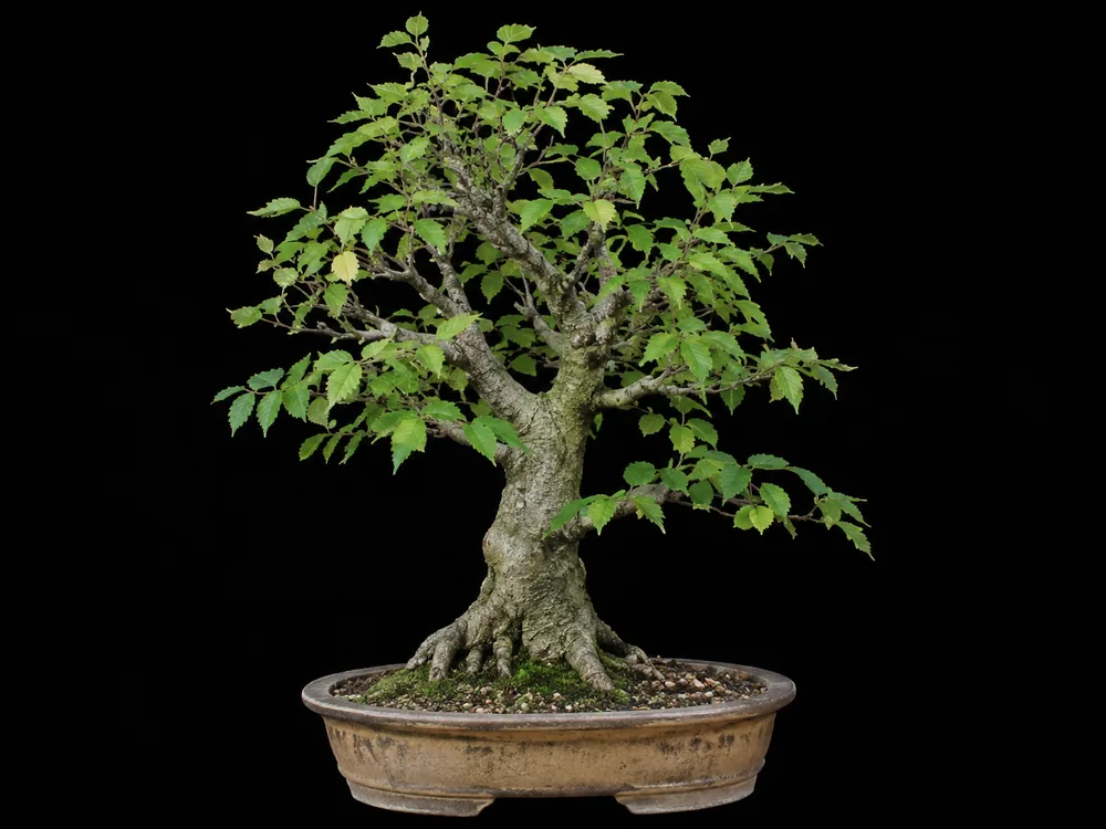 Common Hackberry bonsai