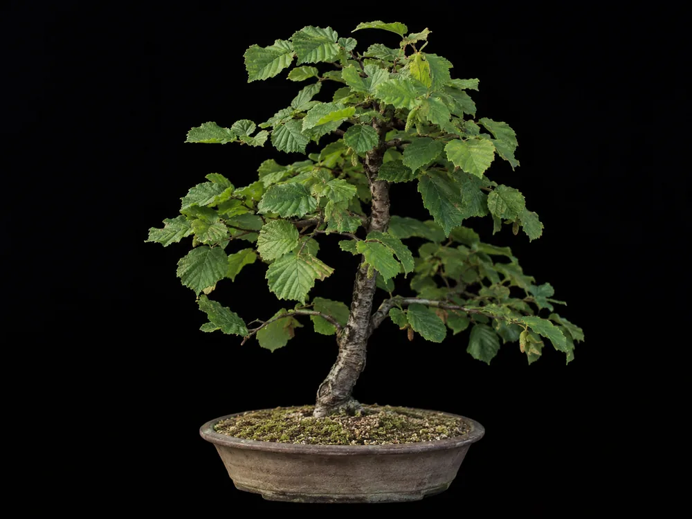 Common Hazel bonsai