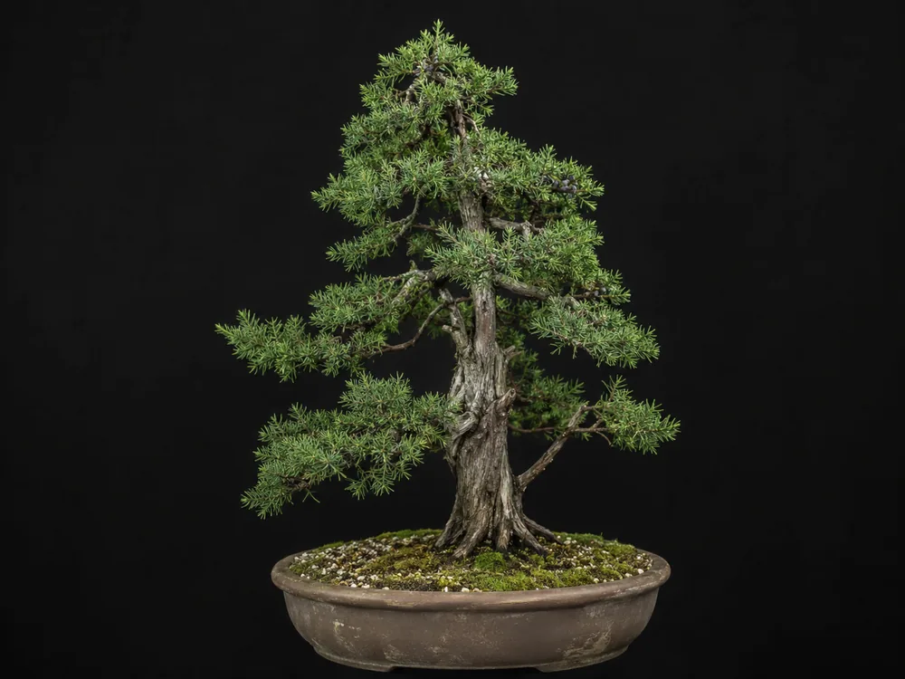Common Juniper bonsai