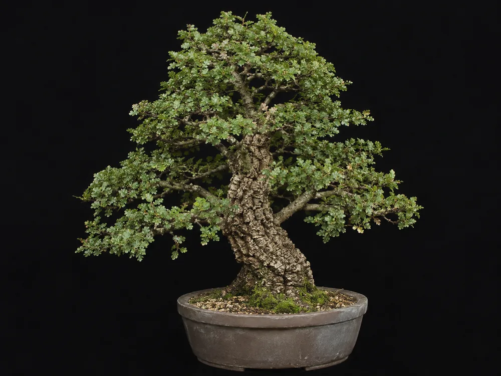 Cork Oak bonsai