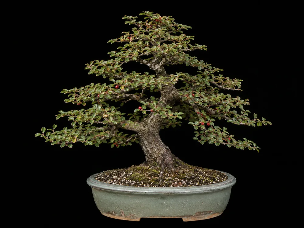 Cotoneaster bonsai
