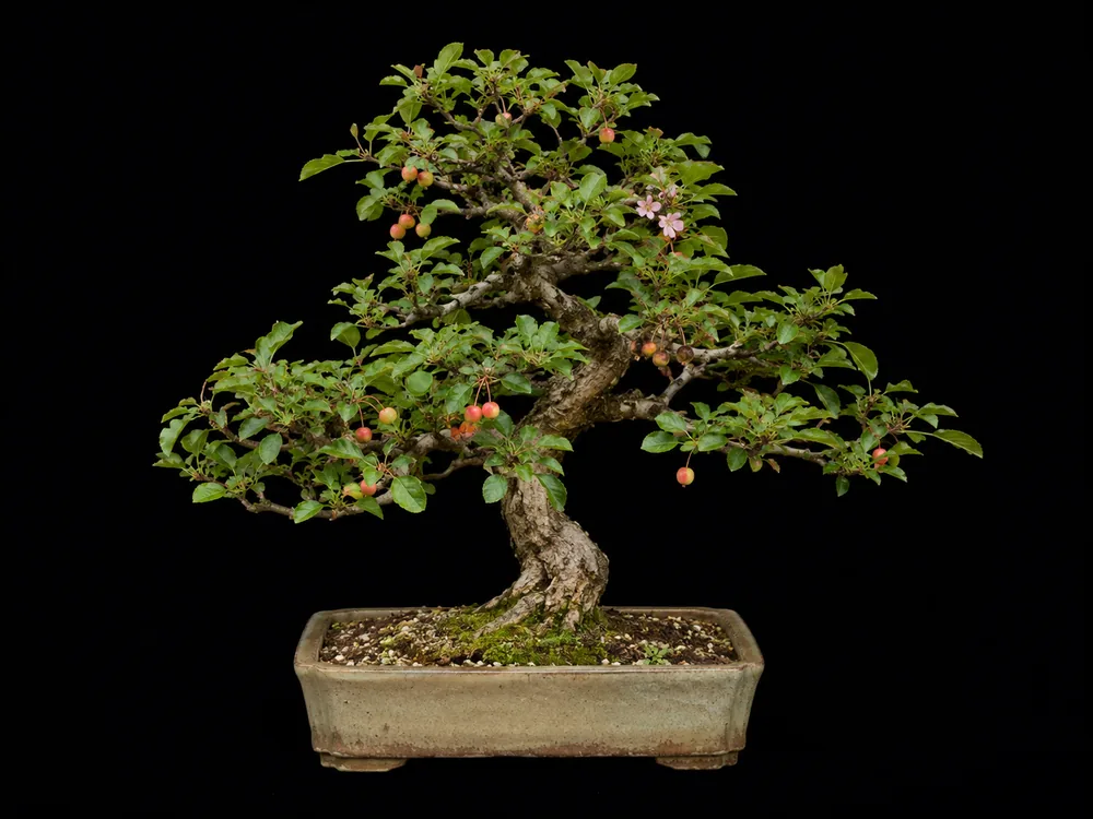 Crabapple bonsai