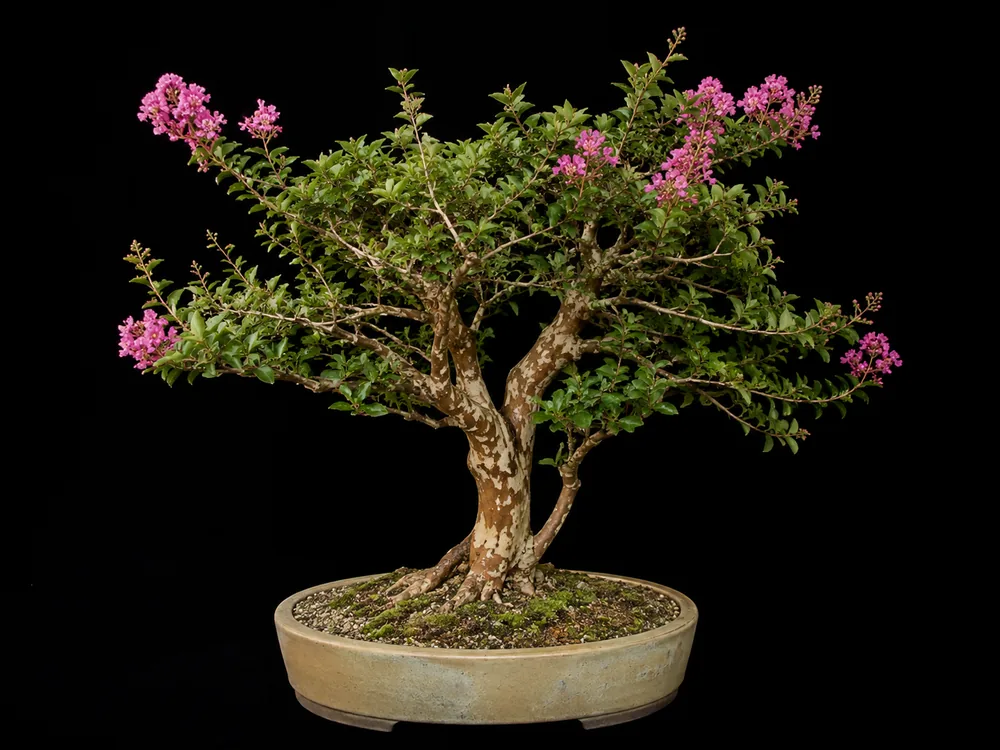 Crepe Myrtle bonsai