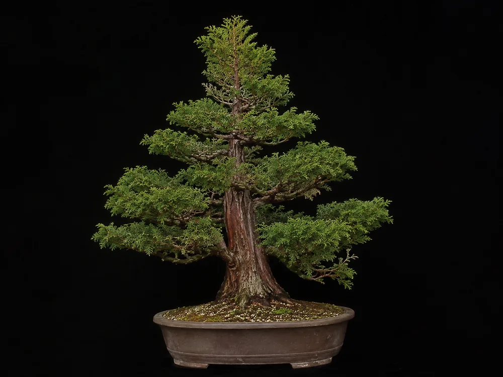 Cryptomeria / Japanese Cedar bonsai
