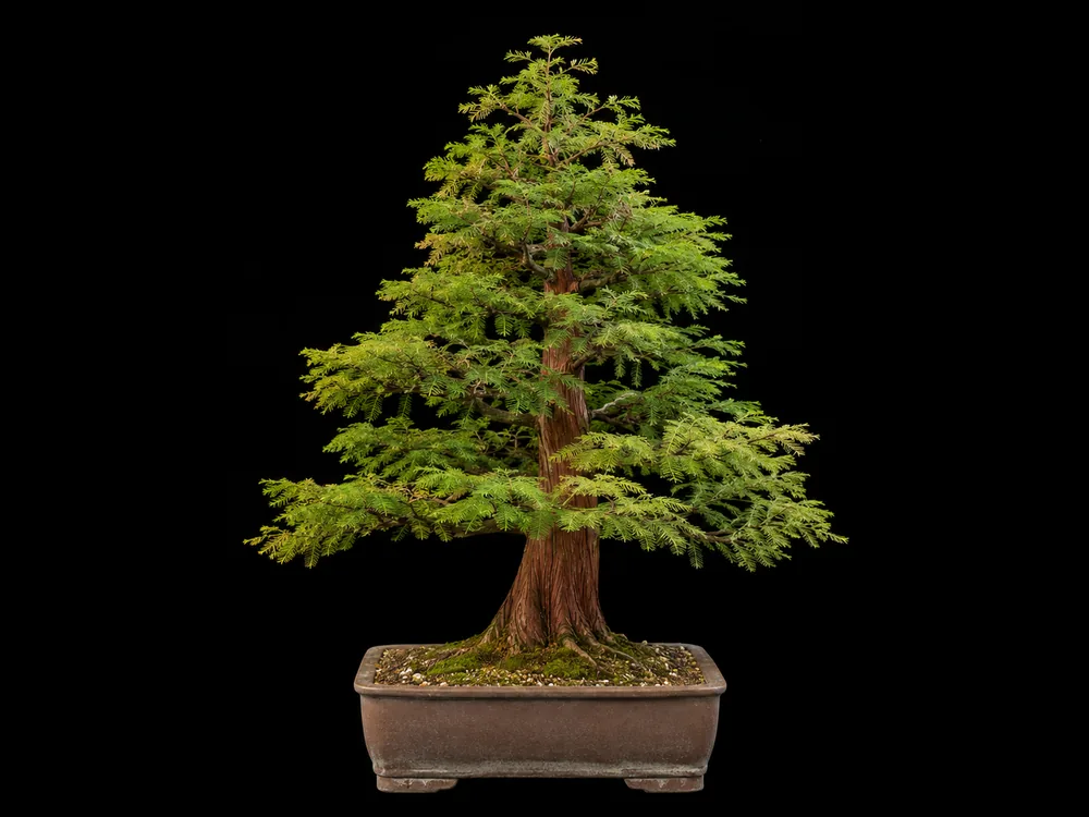 Dawn Redwood bonsai