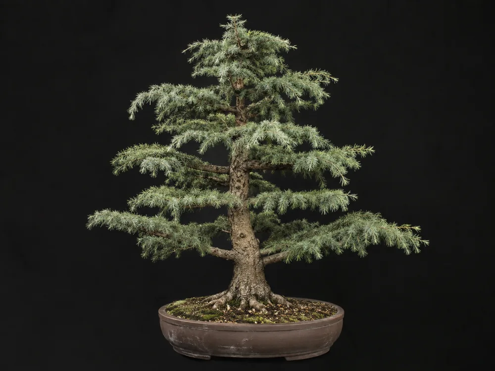 Deodar Cedar bonsai