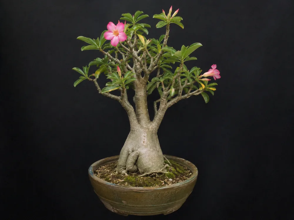 Desert Rose bonsai