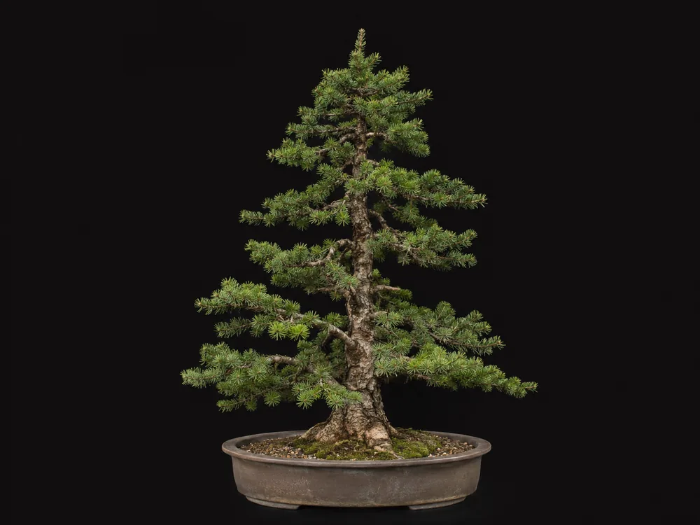 Douglas Fir bonsai