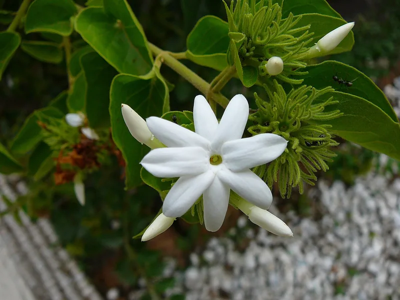 Downy Jasmine bonsai