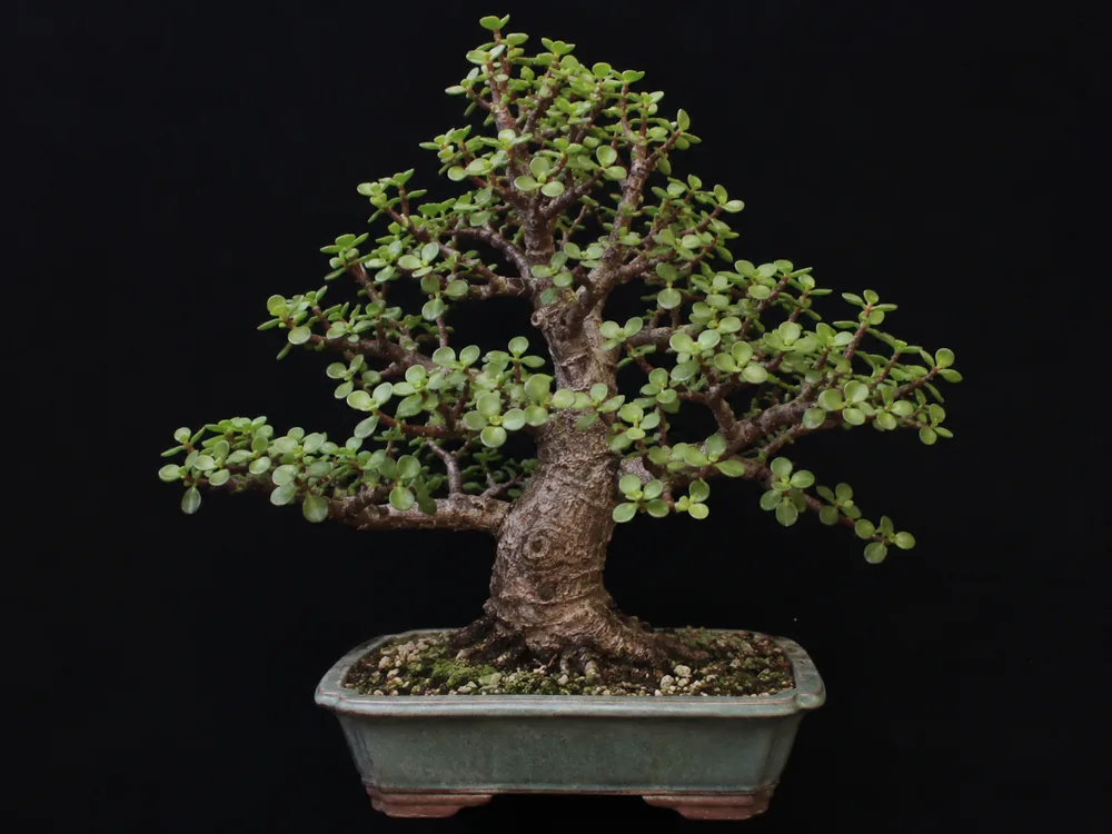 Dwarf Jade / Elephant Bush bonsai