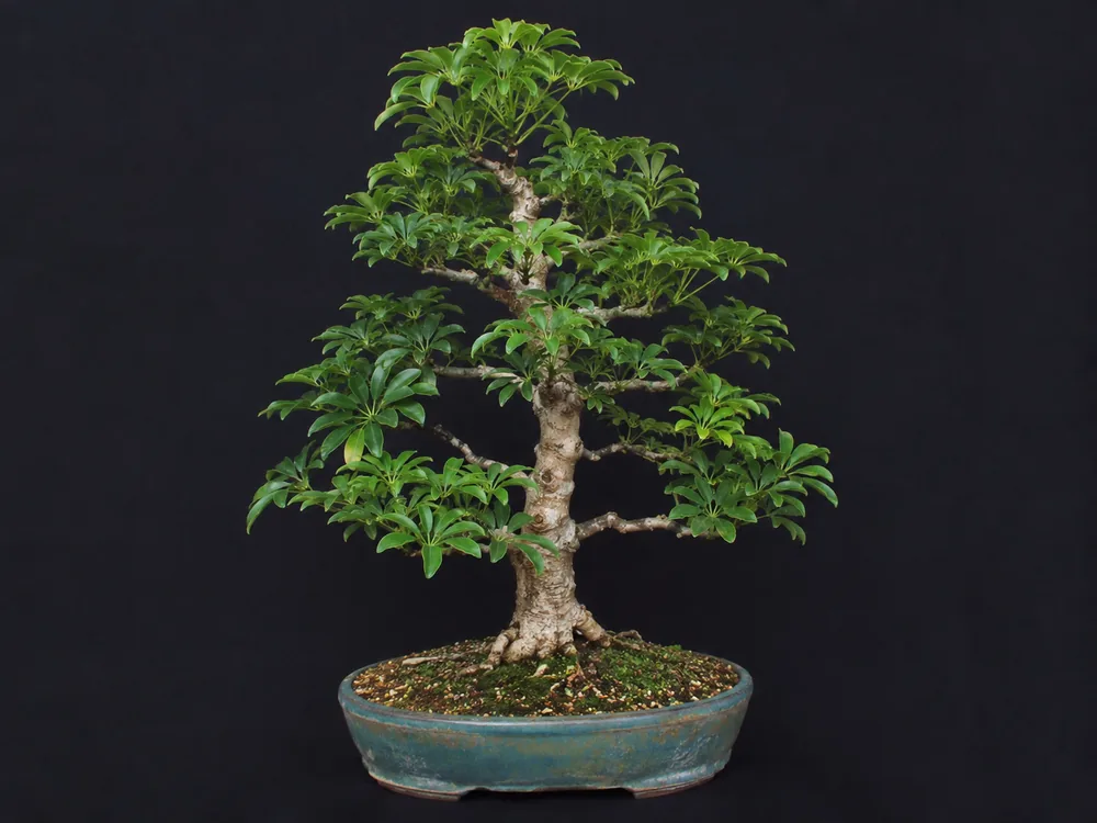 Dwarf Umbrella Tree (Dwarf Schefflera) bonsai