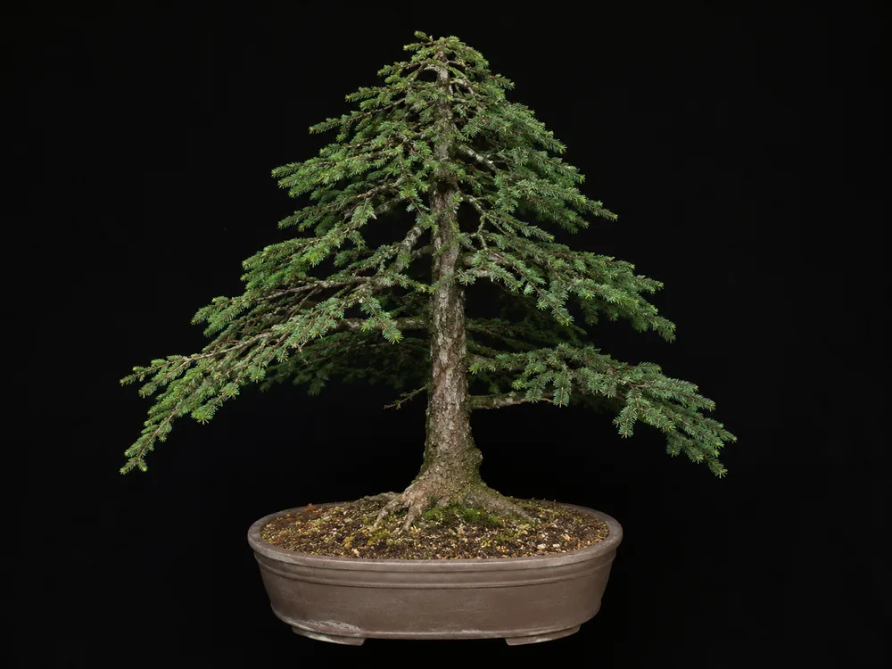 Eastern Hemlock (Canadian Hemlock) bonsai