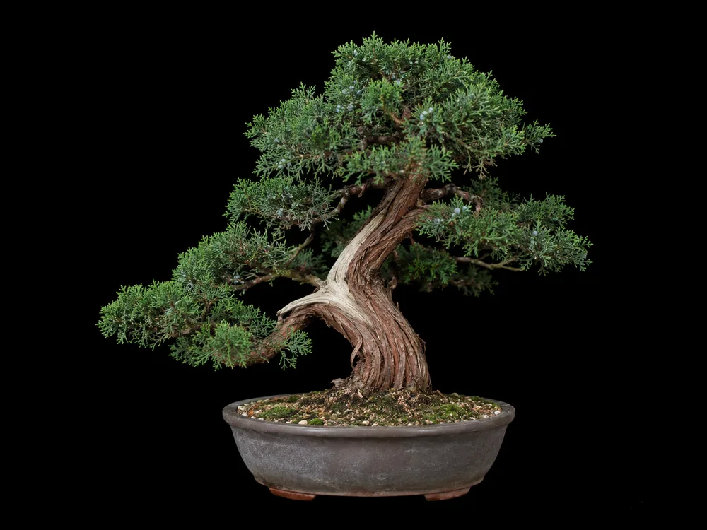 Eastern Red Cedar bonsai