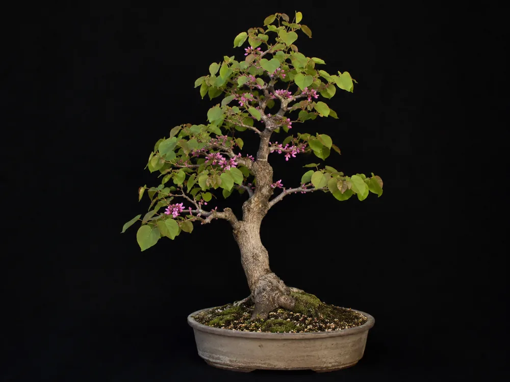 Eastern Redbud bonsai