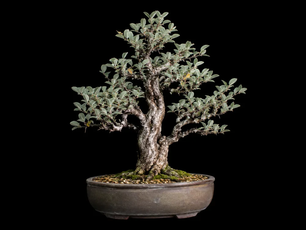 Silverberry bonsai