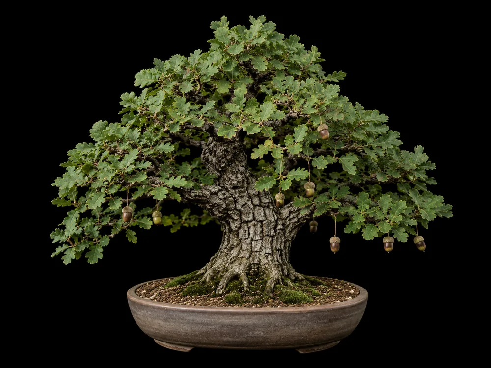 English Oak bonsai