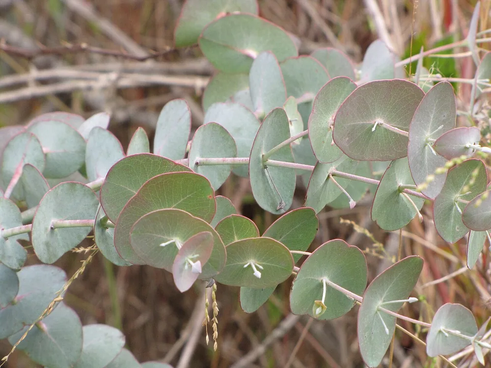 Eucalyptus bonsai