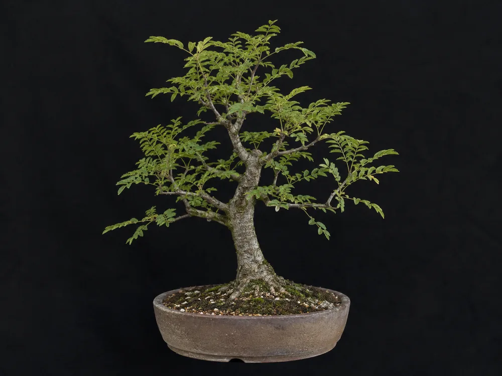 European Ash bonsai