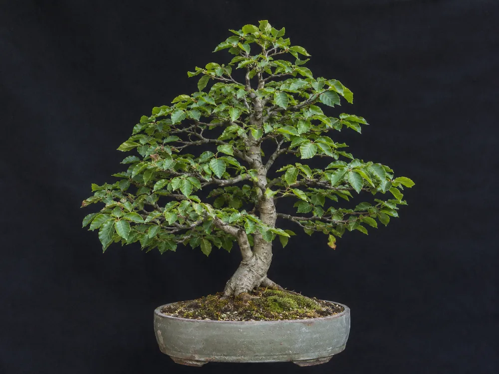 European Beech bonsai