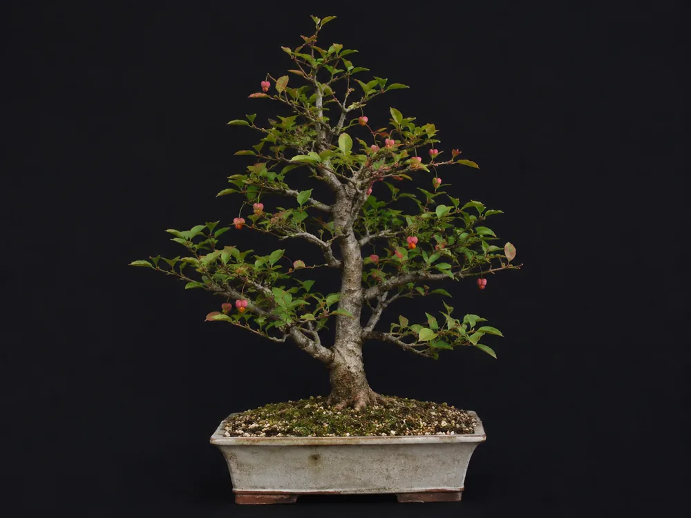 European Spindle bonsai