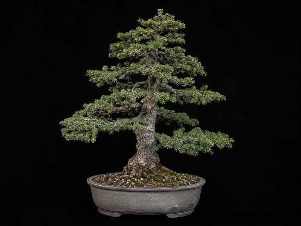Ezo Spruce bonsai