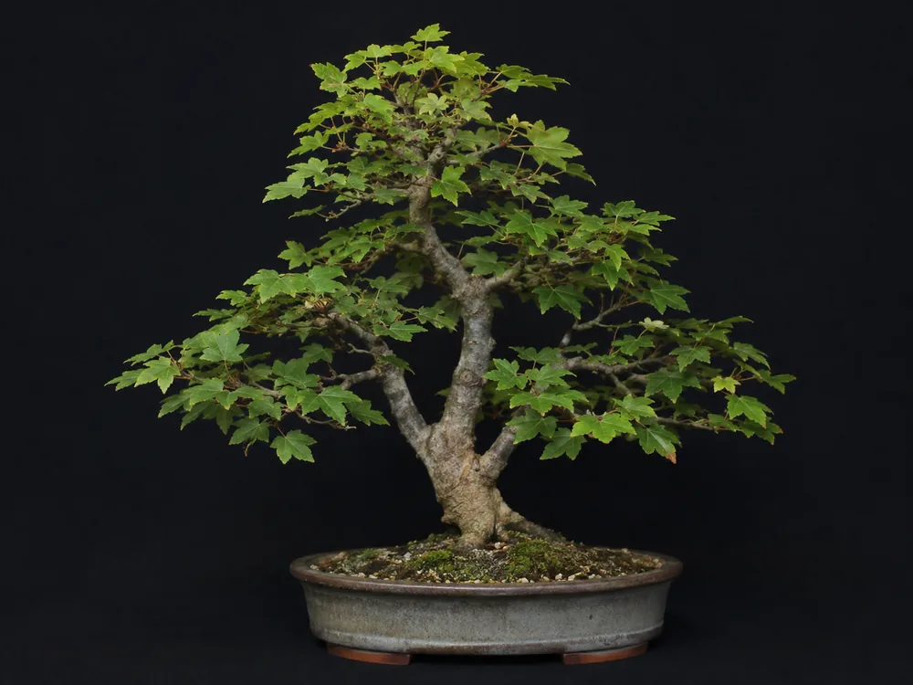 Field Maple bonsai