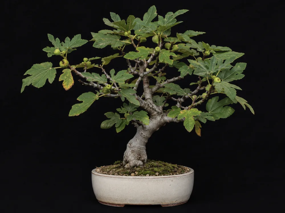 Fig (Common / Edible Fig) bonsai
