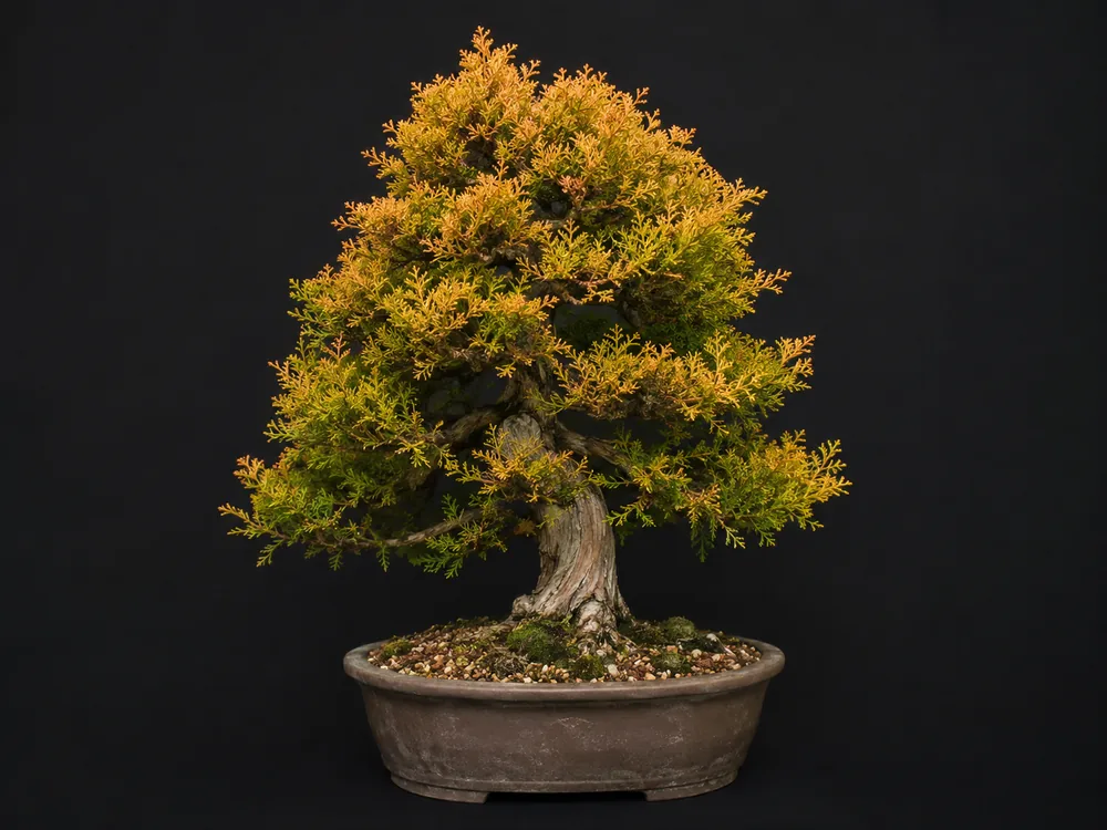 Fire Chief Arborvitae bonsai