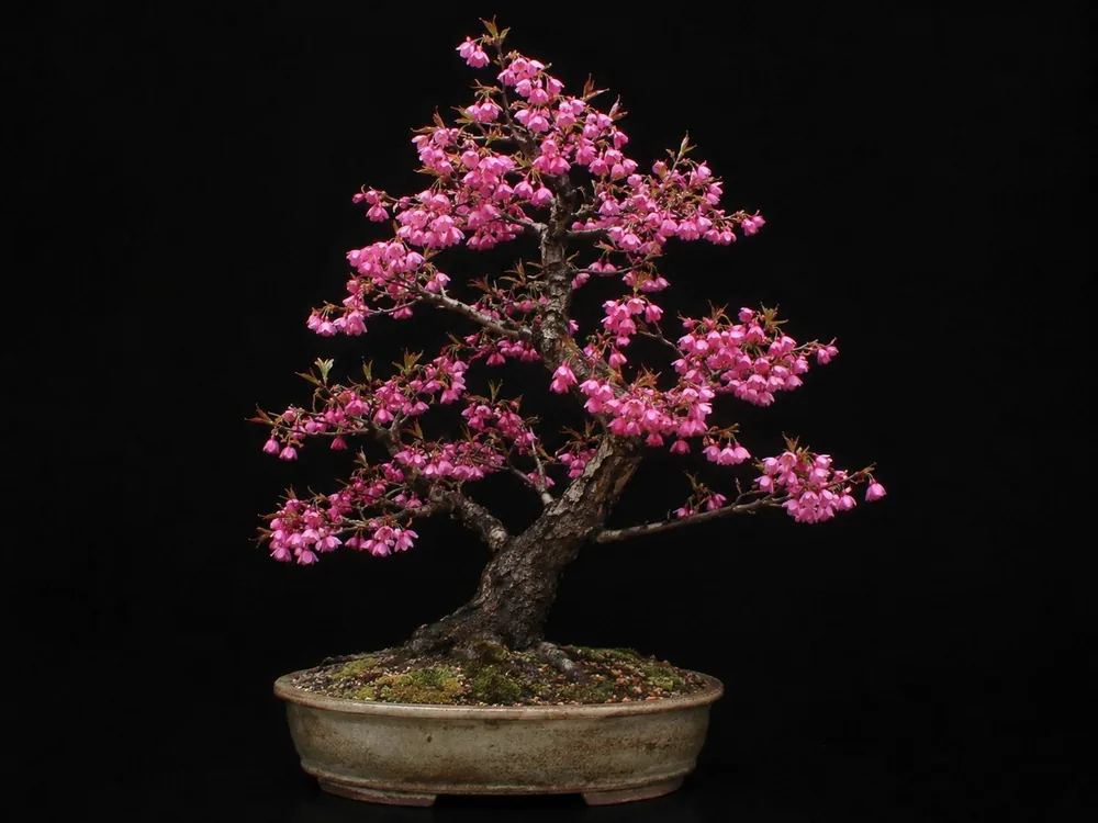 Flowering Cherry for Warm Climates (Zone 8b) bonsai