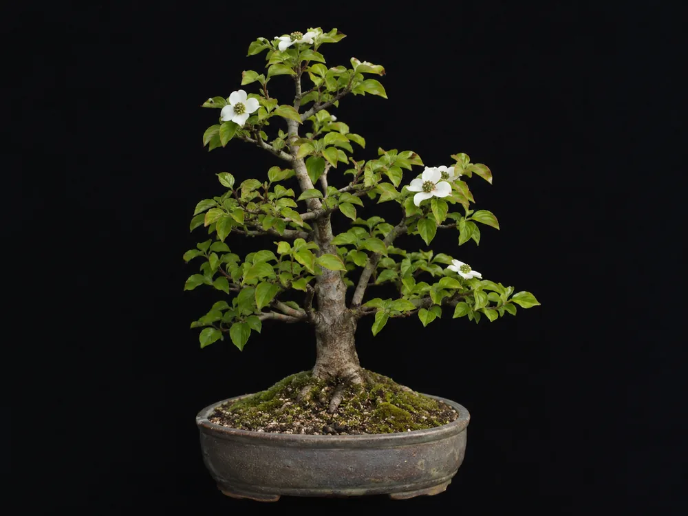 Flowering Dogwood bonsai