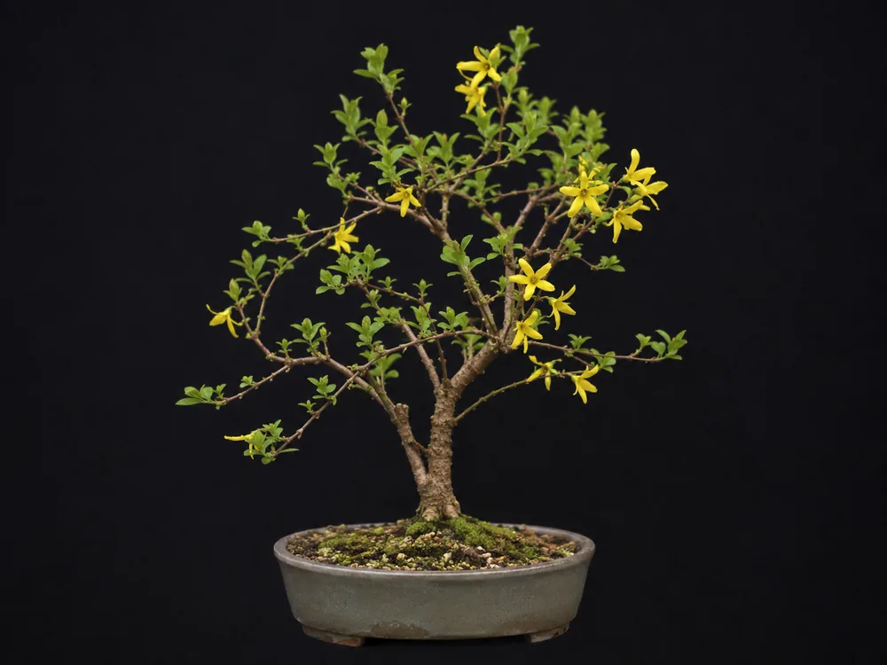Forsythia bonsai