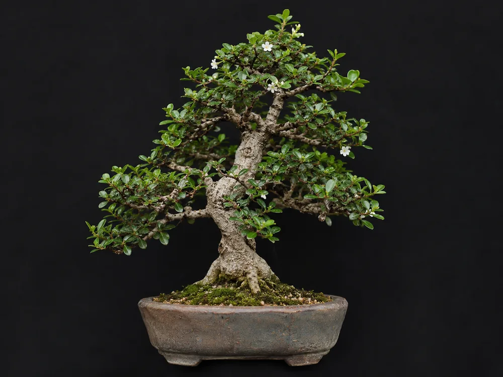 Fukien Tea bonsai