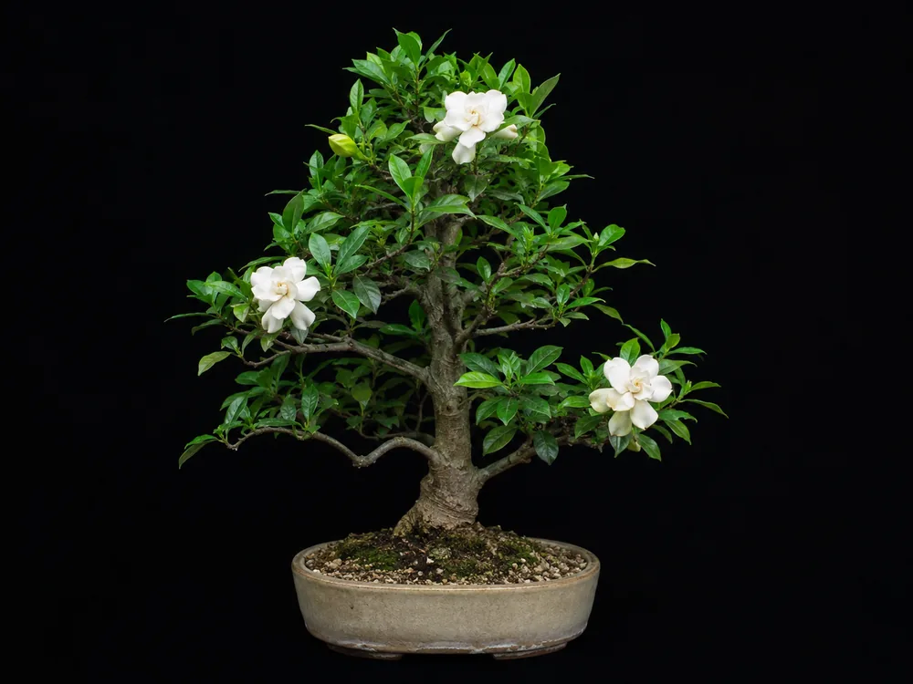 Gardenia bonsai