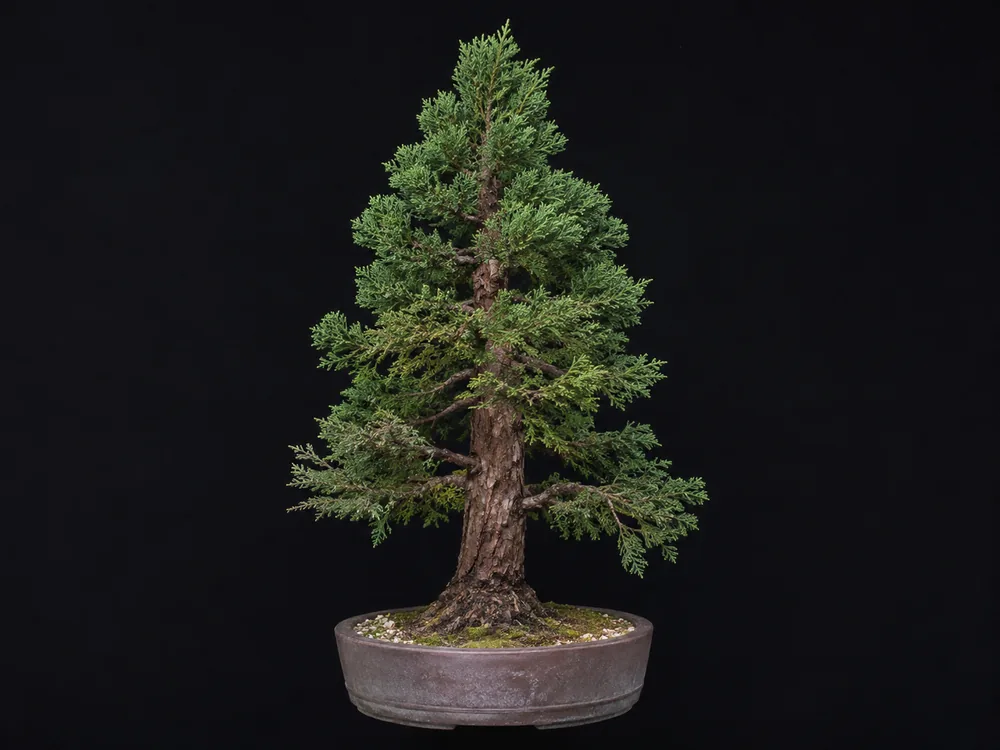 Giant Sequoia bonsai